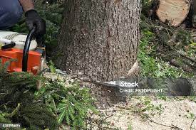 Best Seasonal Cleanup (Spring/Fall)  in Yorktown Heights, NY