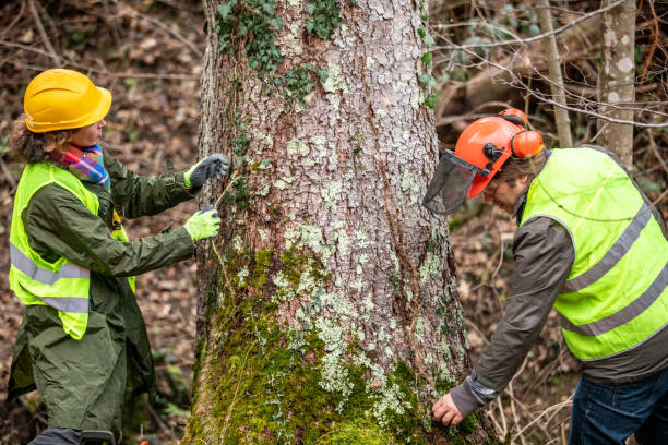 Best Tree Risk Assessment  in Yorktown Heights, NY