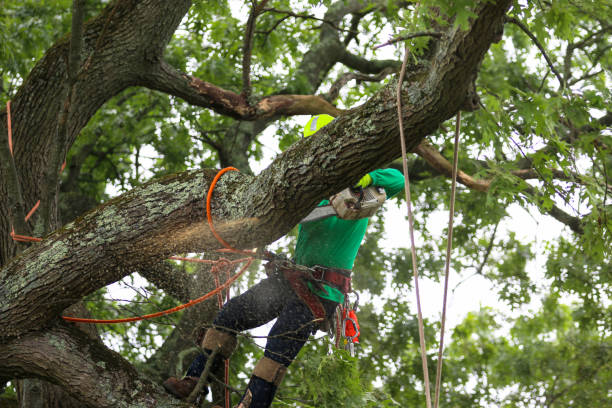Best Hazardous Tree Removal  in Yorktown Heights, NY
