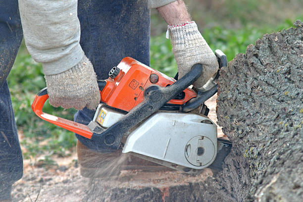 Best Lawn Pest Prevention  in Yorktown Heights, NY