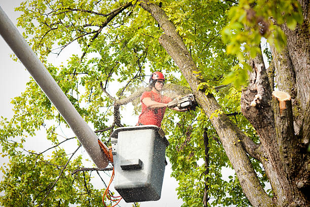 Best Root Management and Removal  in Yorktown Heights, NY