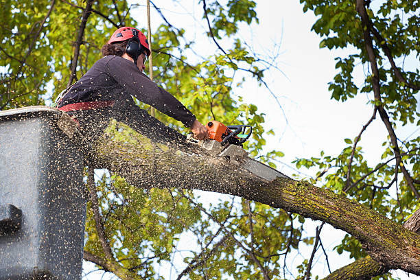 Trusted Yorktown Heights, NY Tree Care Experts