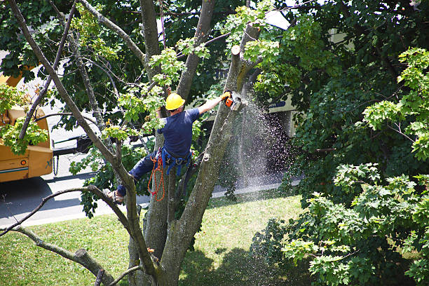 Best Aeration Services  in Yorktown Heights, NY