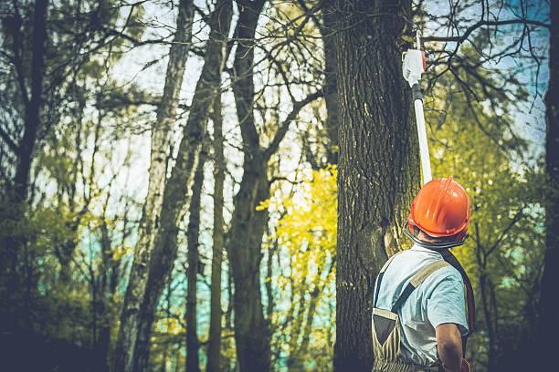 Best Storm Damage Tree Cleanup  in Yorktown Heights, NY